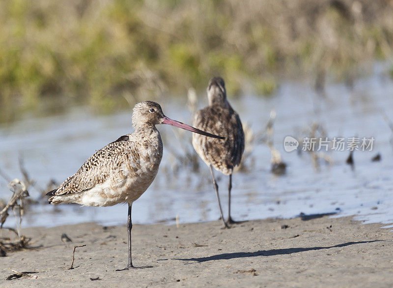 大理石纹的Godwit (Limosa fedoa)，拉古纳圣伊格纳西奥，墨西哥